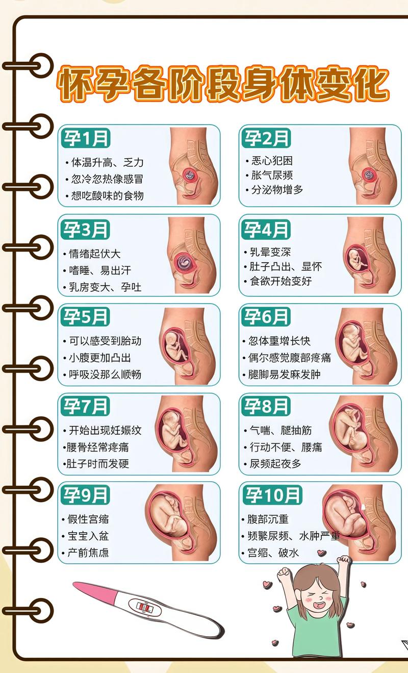 揭秘供卵代孕妈妈怀孕小腹分两节，孕期变化的奥秘乐山代生机构: